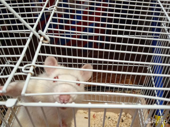 Крысы дамбо девочка