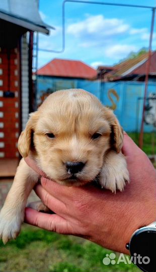 Щенки в добрые руки