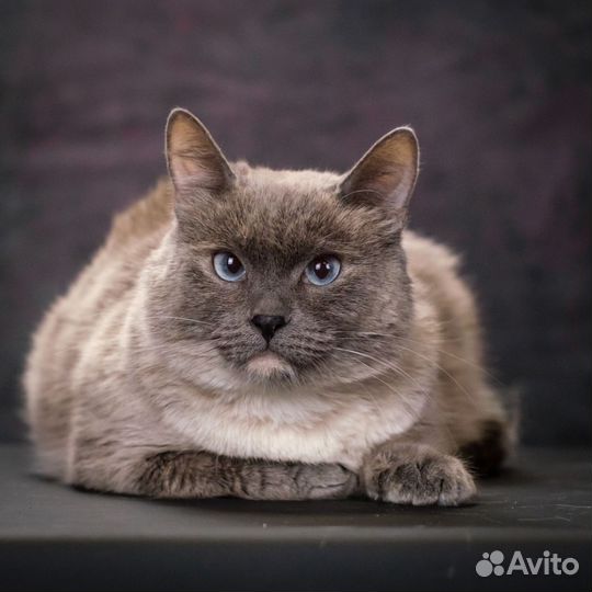 Сима в поиске дома