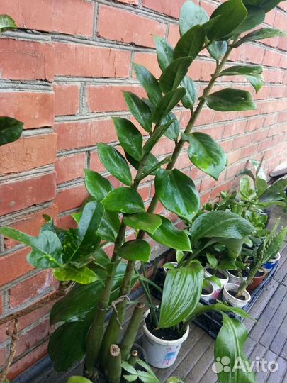 Комнатный цветок