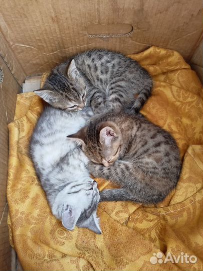 Британские котята короткошерстные