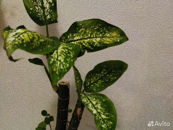 Диффенбахия