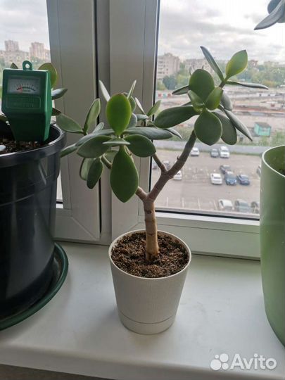 Денежное дерево
