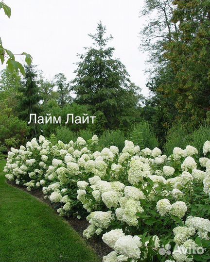 Гортензия метельчатая