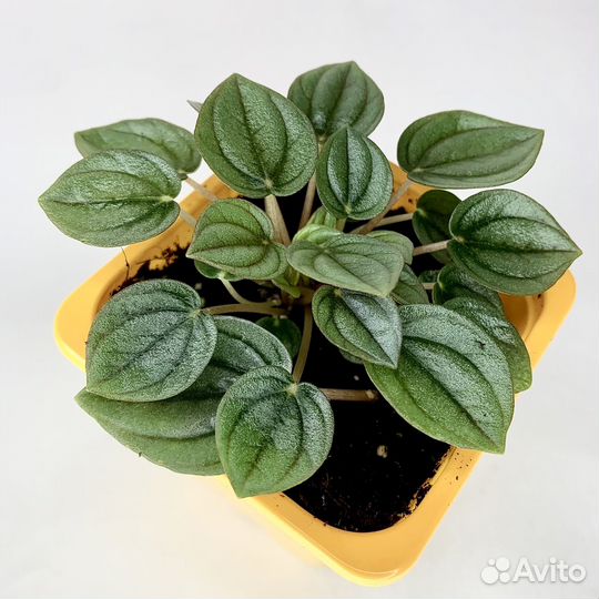 Пеперомия Наполи Найт