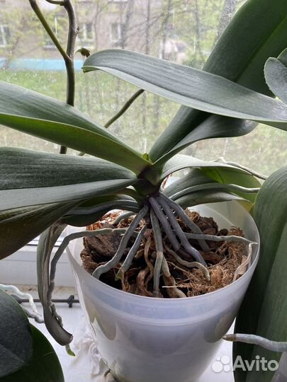 Орхидея Дикий Кот Голландия