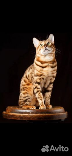 Бенгальские котята