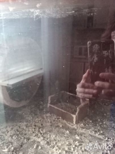 Белки челийские