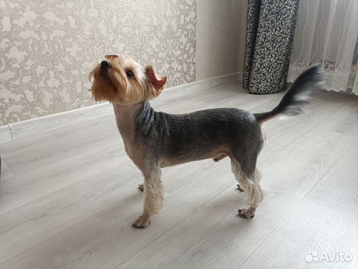 Йоркширский терьер вязка мальчик стандарт