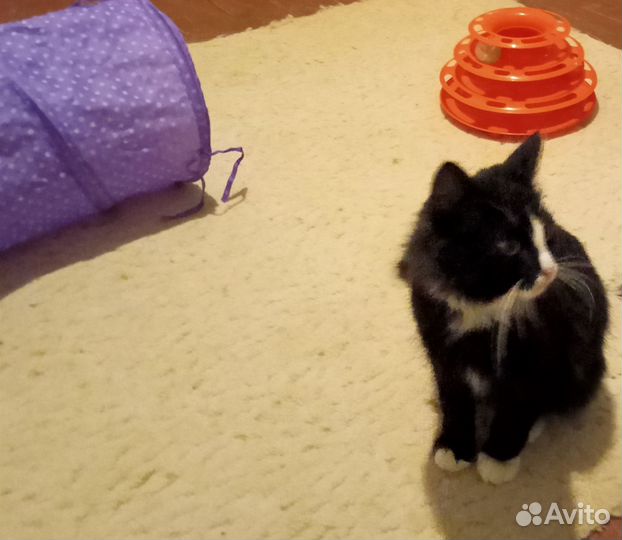 Красавец Арман