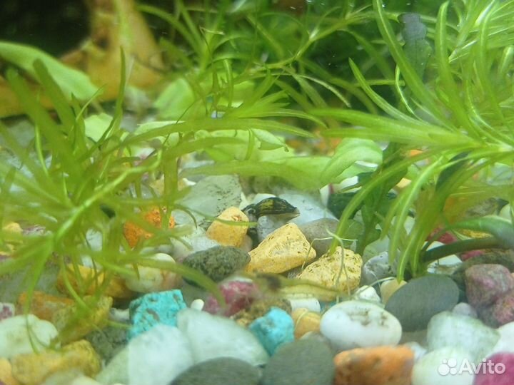 Набор плавающих растений для аквариума