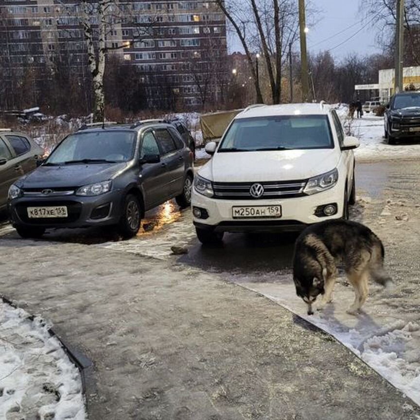 Хаски в добрые руки