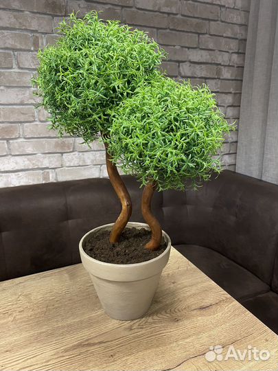 Розмарин домой в офис искусственный