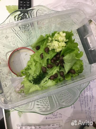 Улитки ахатины