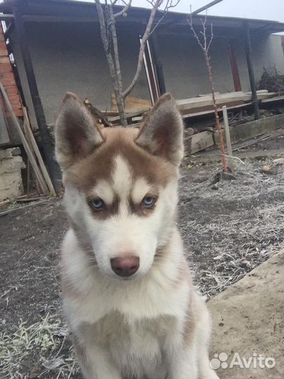 Сибирская хаски