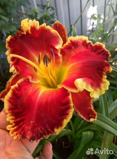 Лилейник open season