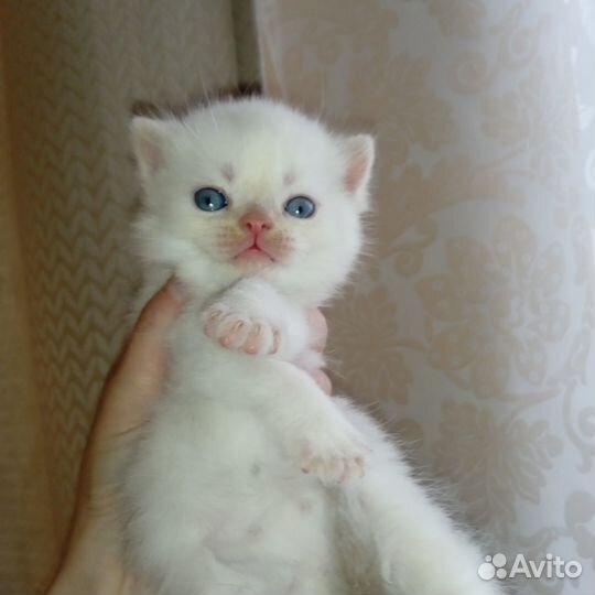 Котята экзоты