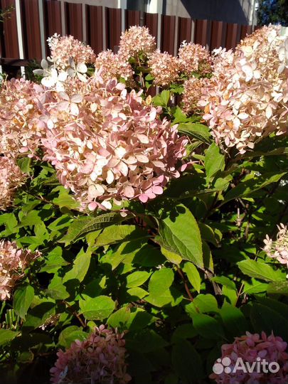 Нивяник и другие растения для сада