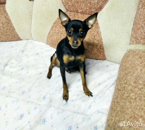 Вязка кобель