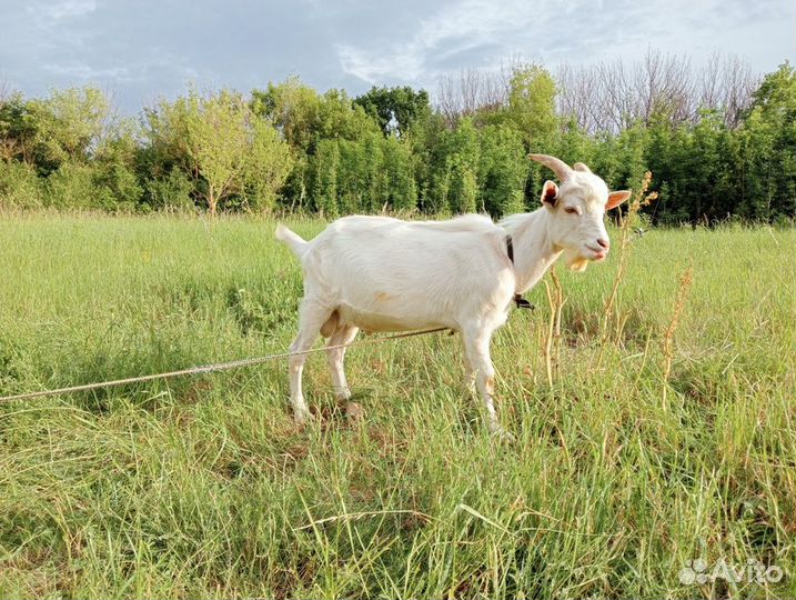 Козы козлята