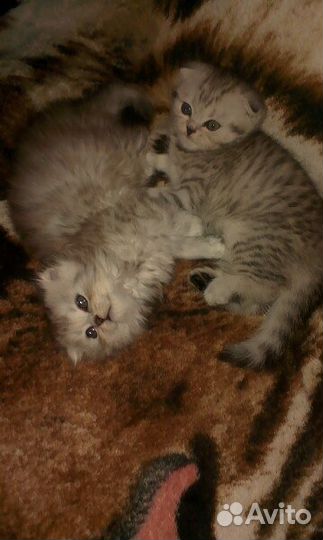 Вязка.Шотландский кот скоттиш-страйт