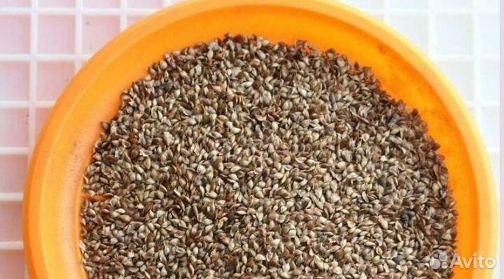 Семена сосны на заказ