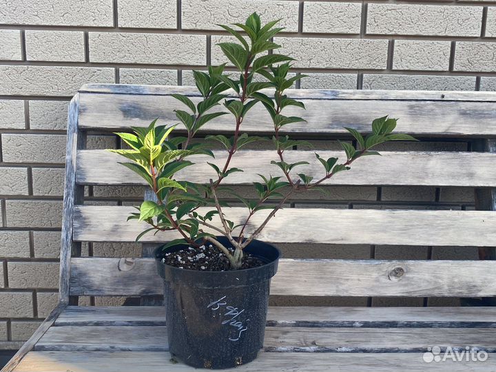 Саженец гортензии 