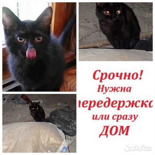 Черный котенок в подъезде