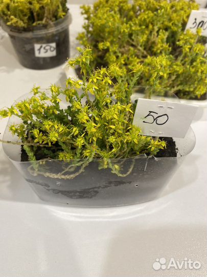 Почвопокровное растение. Седум Едкий