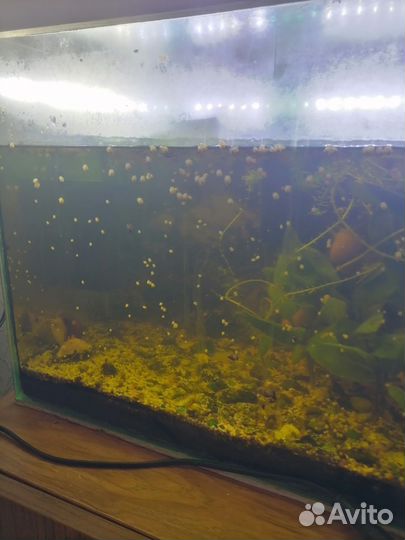 Аквариумное растение