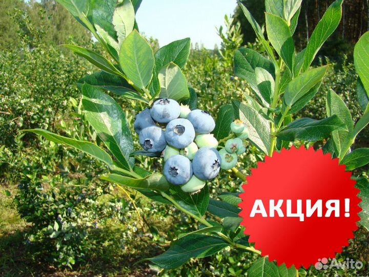 Голубика 5лет