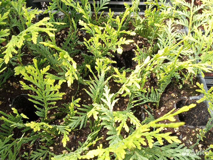 Хвойники черенки