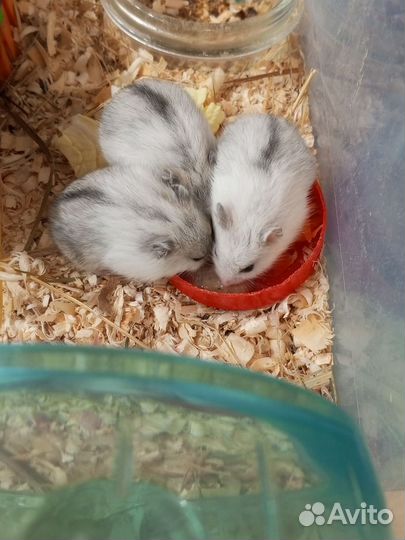 Джунгарский хомяк