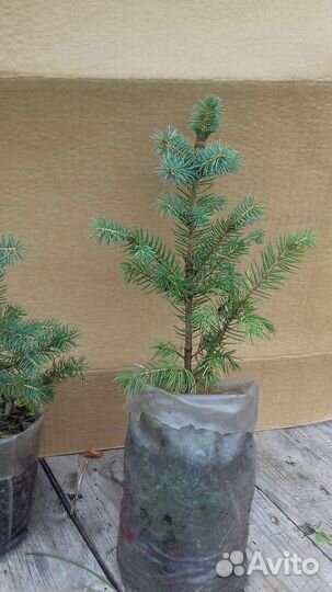 Саженцы хвойных растений зкс