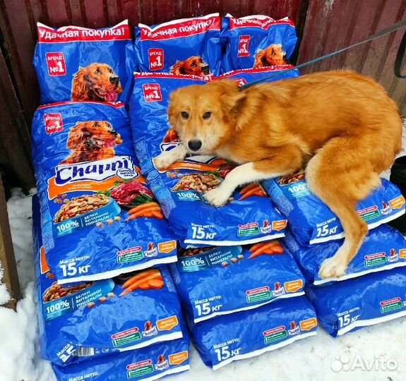 Корма Chappi 15 кг Pedigree Whiskas Kitekat