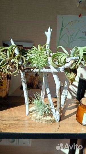 Комнатные цветы