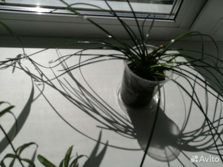 Цветок зефирантес (Выскочка) белый