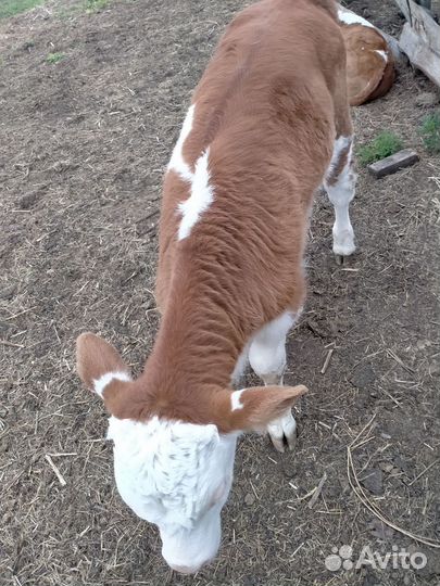 Телята бычки