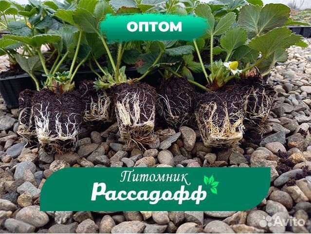 Рассада клубники. Крупная ягода