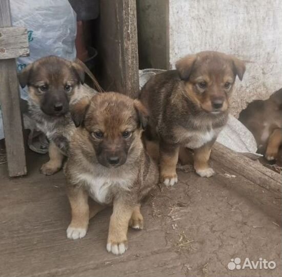 Собака в добрые руки отдам бесплатно