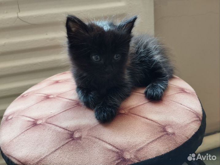 Коты и кошка