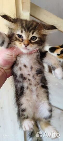 Сочи. Котята разного окраса. В добрые руки