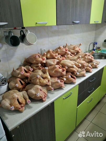 Мясо домашней курицы (бройлер)