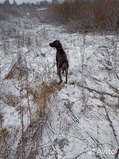 Кобель курцхаара