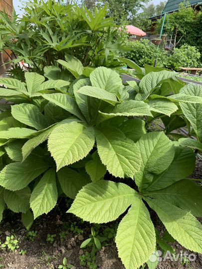 Многолетние садовые растения