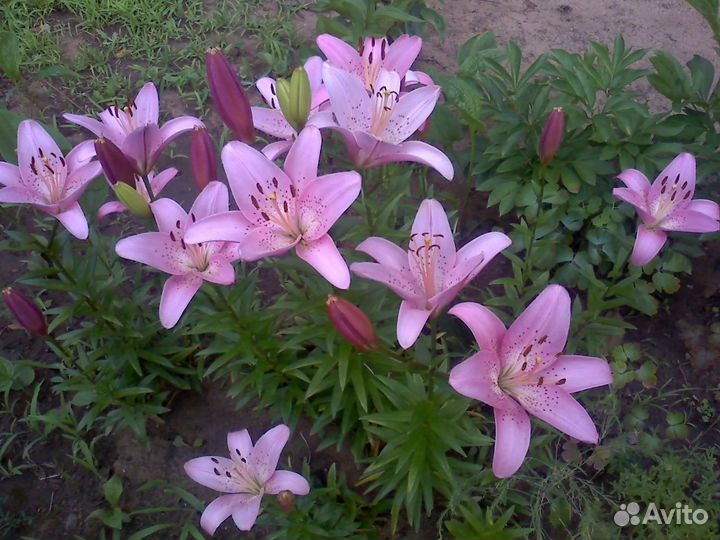 Цветы лилии