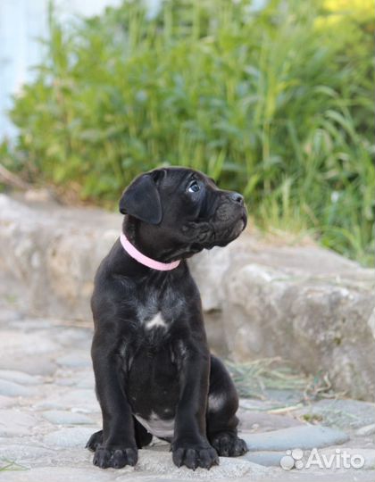 Щенки кане Корсо