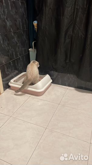 Отдам кота в добрые руки