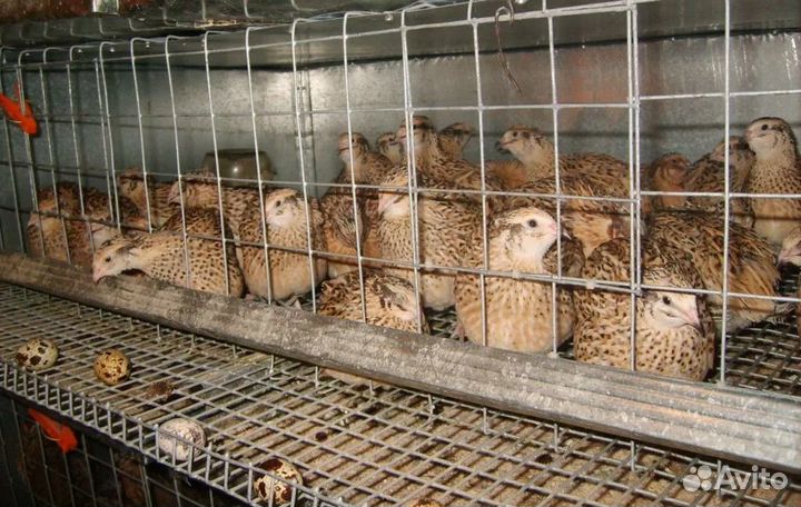 Яйца перепелиные домашние