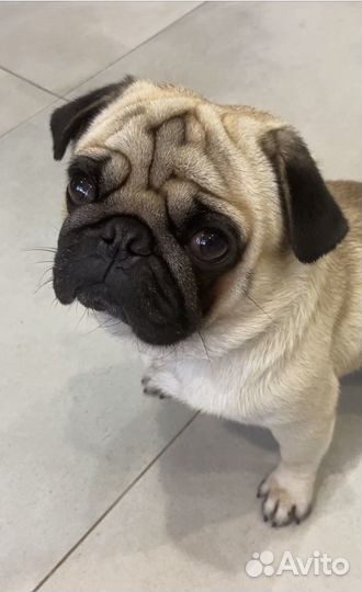 Вязка мопс мальчик